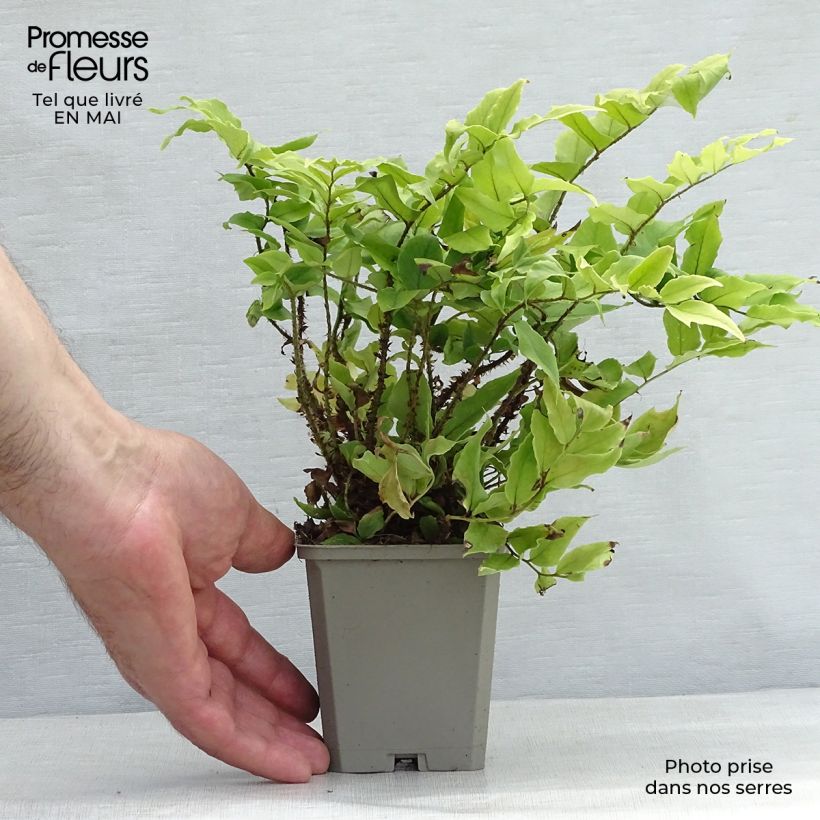 Example of Cyrtomium fortunei var. clivicola - Fortunes Sichelfarn Kleine Töpfe von 8/9 cm as you get in printemps