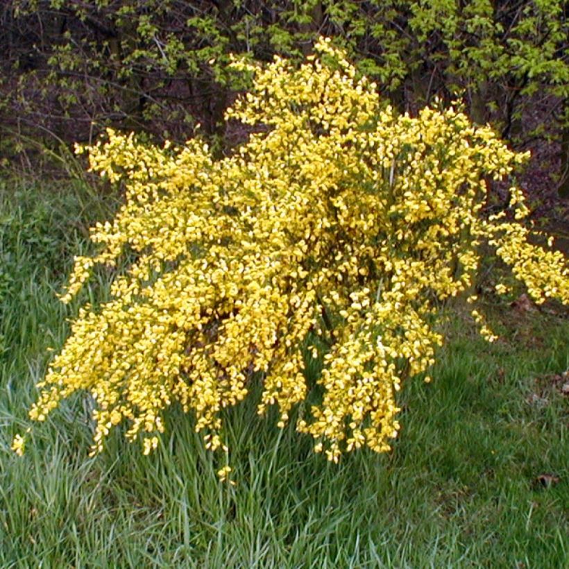 Edelginster Golden Sunlight - Cytisus scoparius (Wuchs)
