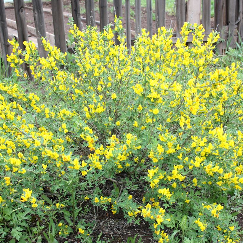 Cytisus decumbens - Niederliegender Geißklee (Wuchs)