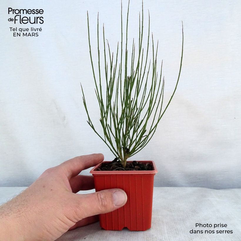 Example of Besenginster Zeelandia - Cytisus procumbens Kleine Töpfe von 8/9 cm as you get in printemps