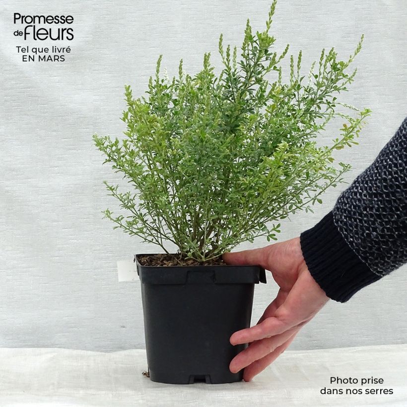 Exemplar von Cytisus spachiana Phebus - Geißklee Topf mit 2L/3L wie im Frühjahr geliefert