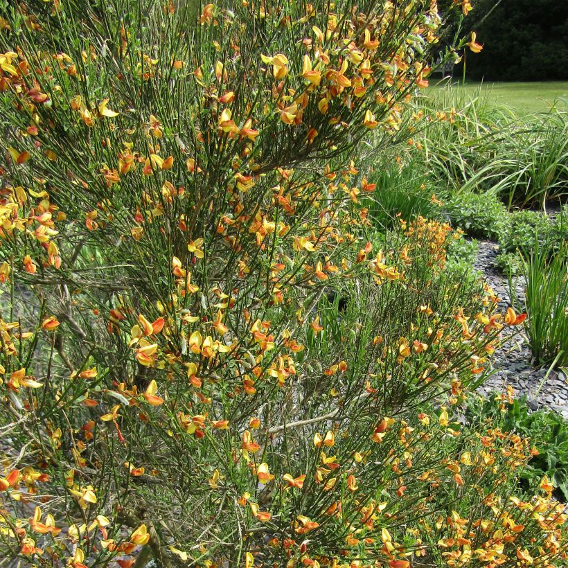 Edelginster Apricot Gem - Cytisus scoparius (Blüte)