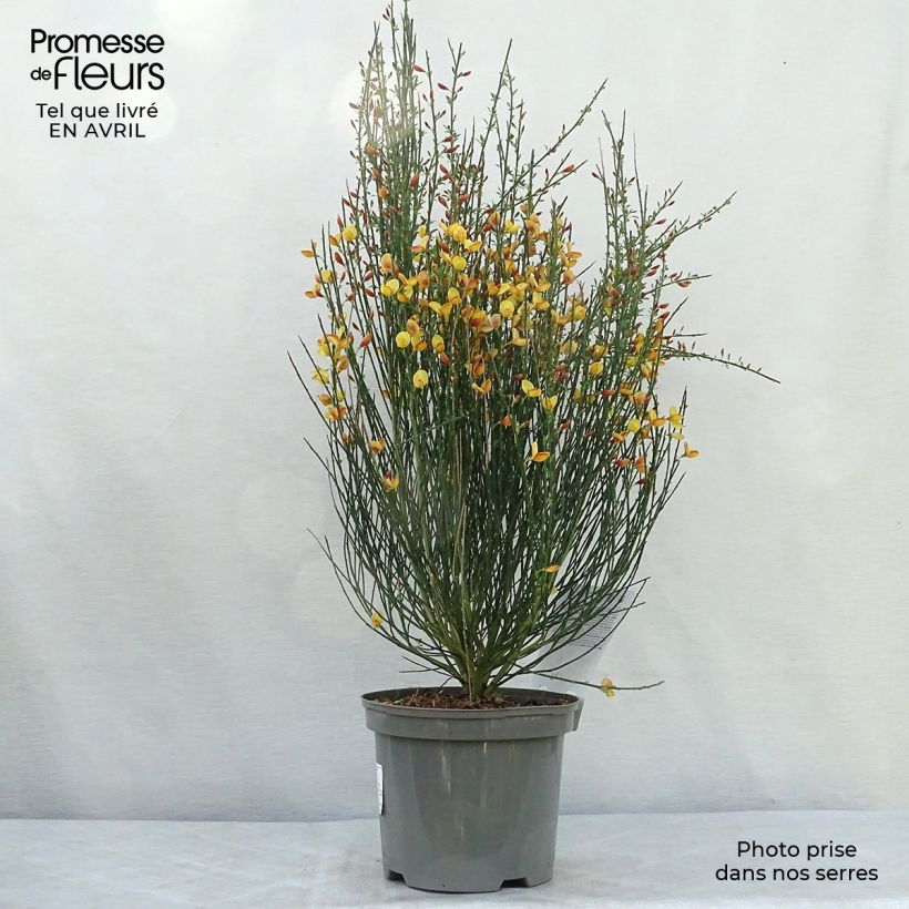 Exemplar von Edelginster Apricot Gem - Cytisus scoparius Topf mit 2L/3L wie im Frühjahr geliefert