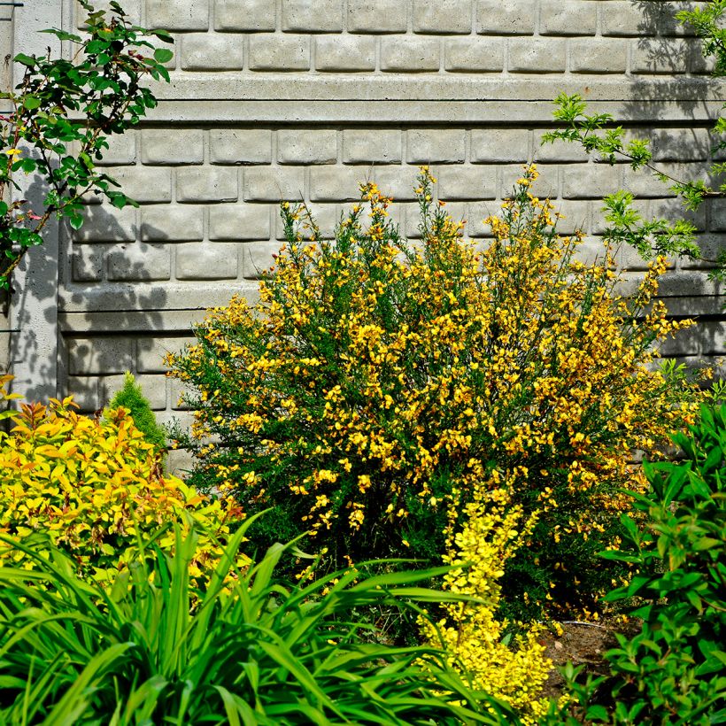 Edelginster Apricot Gem - Cytisus scoparius (Wuchs)