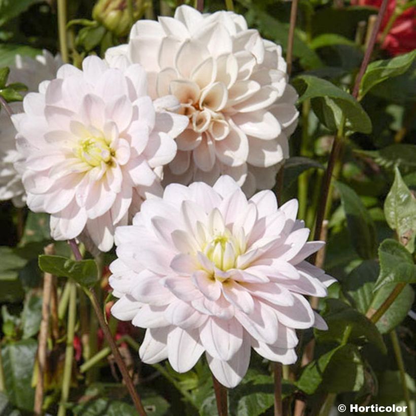 Schmuck-Dahlie Naples (Blüte)