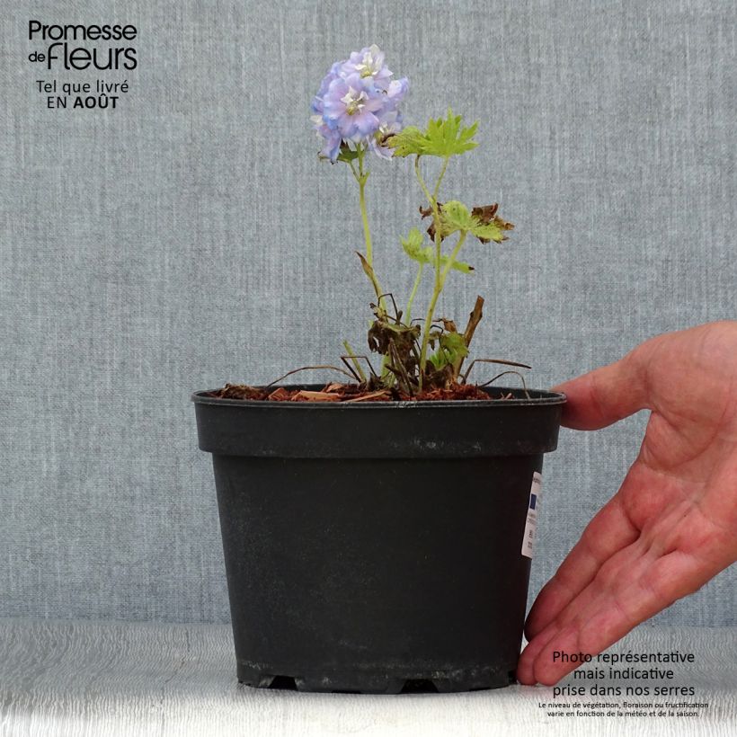 Exemplar von Pacific-Rittersporn Summer Skies - Delphinium Topf mit 2L/3L wie im Sommer geliefert