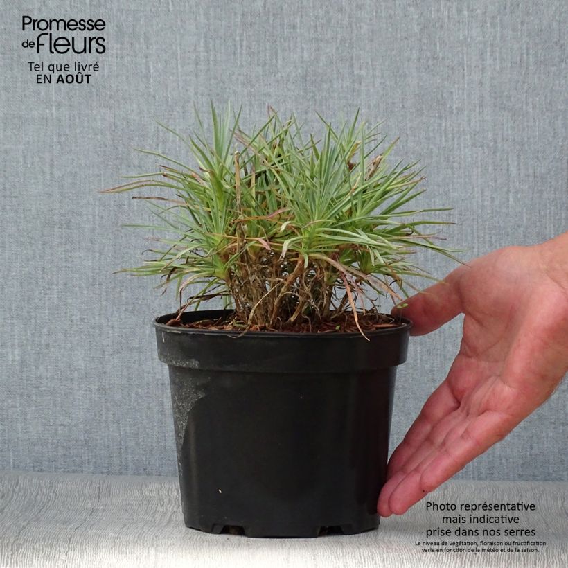 Exemplar von Feder-Nelke Cranmere Pool - Dianthus plumarius Topf mit 2L/3L wie im Sommer geliefert