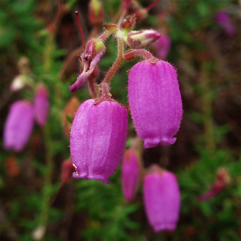 Irische Heide - Daboecia cantabrica (Blüte)