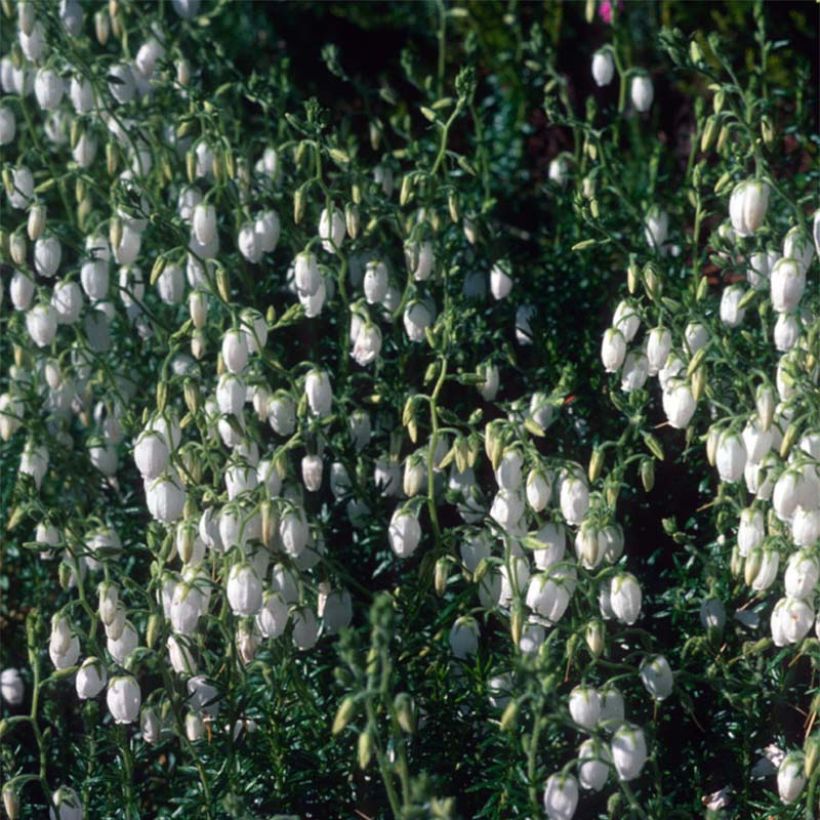 Irische Heide Alba - Daboecia cantabrica (Flowering)