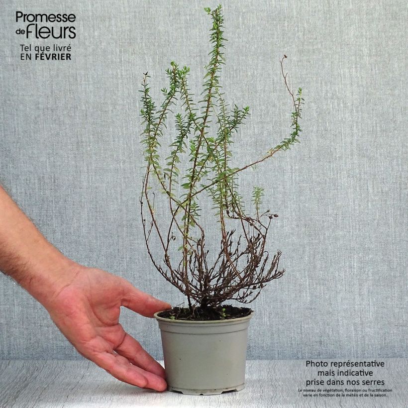 Exemplar von Irische Heide Alba - Daboecia cantabrica Topf 10 cm/11cm wie im Herbst geliefert
