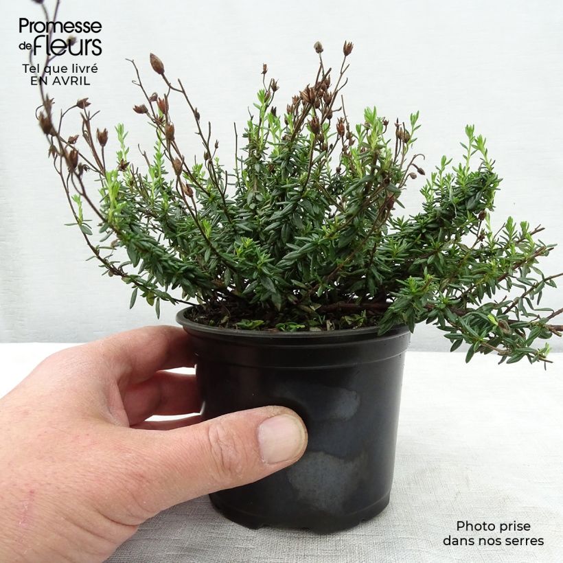 Example of Irische Heide Alba - Daboecia cantabrica Topf 12 cm / 13 cm as you get in printemps