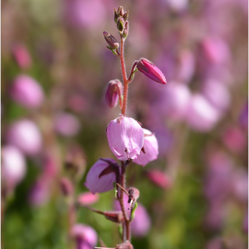 Irische Heide Globosa Pink - Daboecia cantabrica (Blüte)