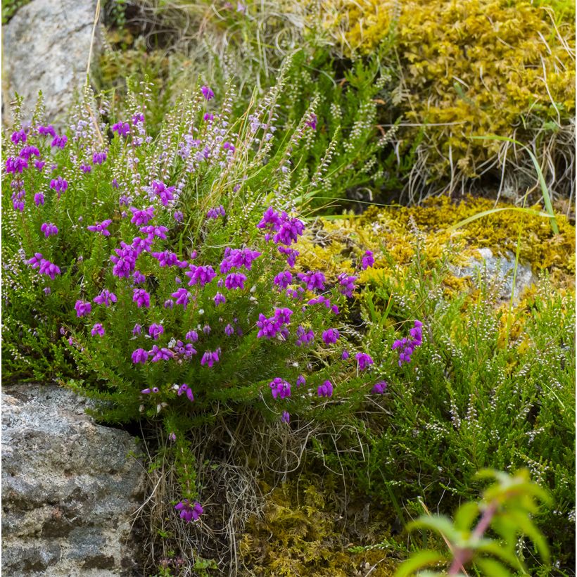 Irische Heide Purpurea - Daboecia cantabrica (Plant habit)