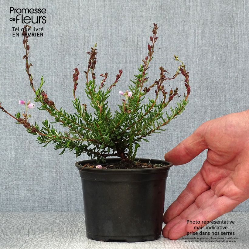 Exemplar von Irische Heide Waley's Red - Daboecia cantabrica Topf 10 cm/11cm wie im Herbst geliefert