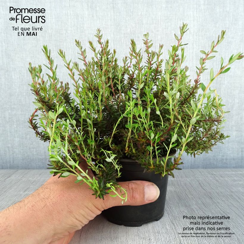 Example of Daboecia scotica William Buchanan - Irische Glockenheide Topf 12 cm / 13 cm as you get in printemps