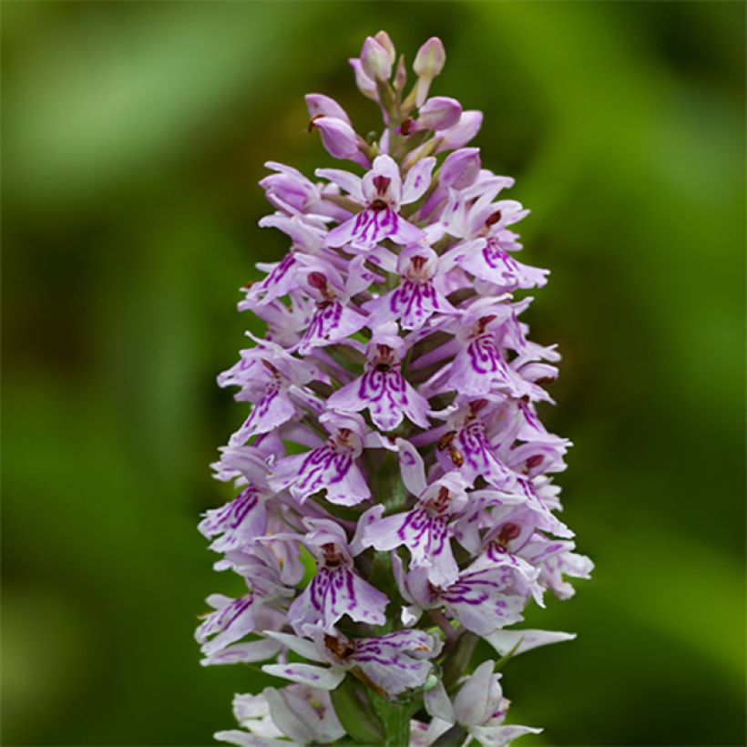 Dactylorhiza fuchsii - Knabenkraut (Blüte)