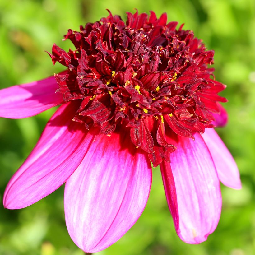 Anemonenblütige Dahlie Poodle Skirt (Blüte)