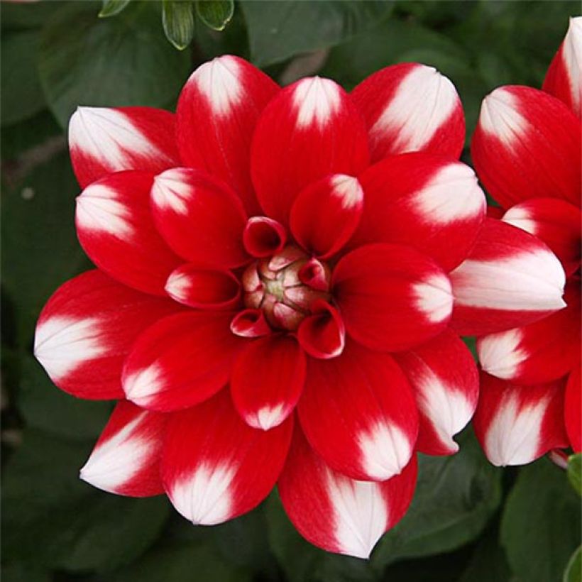 Schmuck-Dahlie Nagano (Flowering)