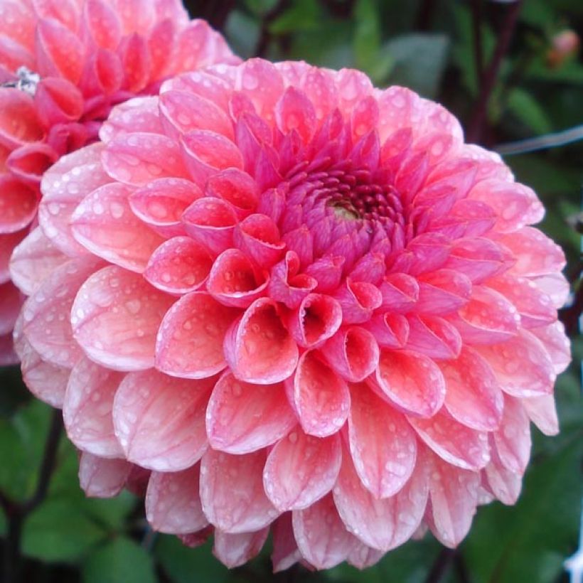 Schmuck-Dahlie Daisy Duke (Flowering)