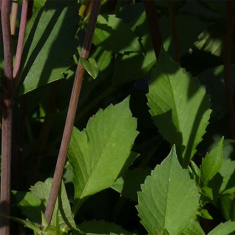 Schmuck-Dahlie Babylon Bronze (Foliage)