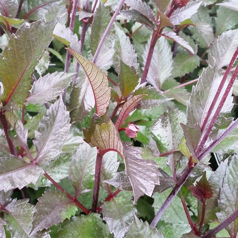 Schmuck-Dahlie Evening Breeze (Laub)