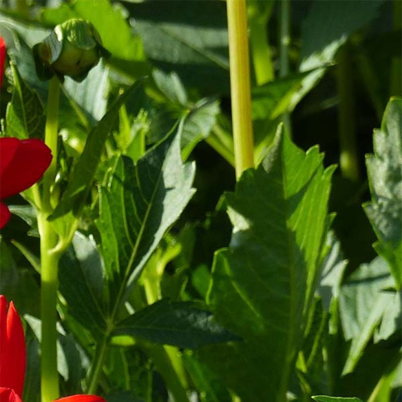 Schmuck-Dahlie Karma Irene (Laub)