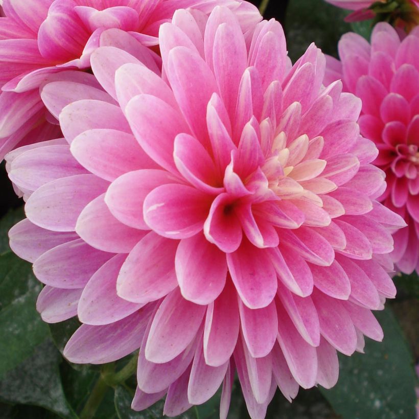 Zwerg-Dahlie Gallery Rambrandt (Flowering)