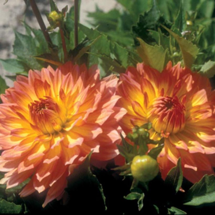 Zwerg-Dahlie Gallery Pablo (Flowering)