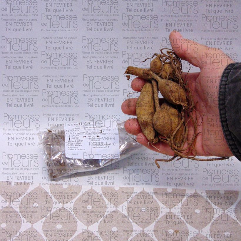 Beispiel eines Exemplars von Dahlia Happy Single Flame Zwiebel Kaliber/Größe I wie geliefert