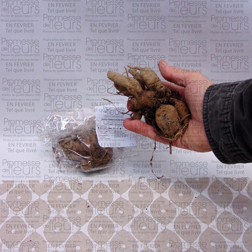 Beispiel eines Exemplars von Stern-Dahlie Lorana Dawn Zwiebel wie geliefert