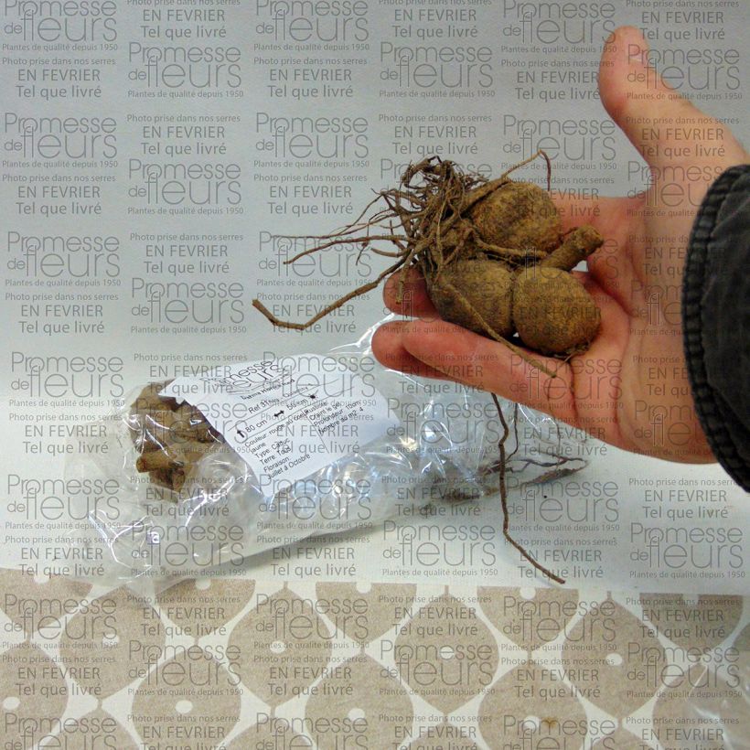 Example of Stern-Dahlie Red Zwiebel Kaliber/Größe I as you get