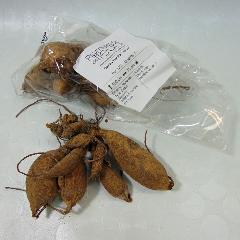 Example of Stern-Dahlie Yellow Zwiebel Kaliber/Größe I as you get