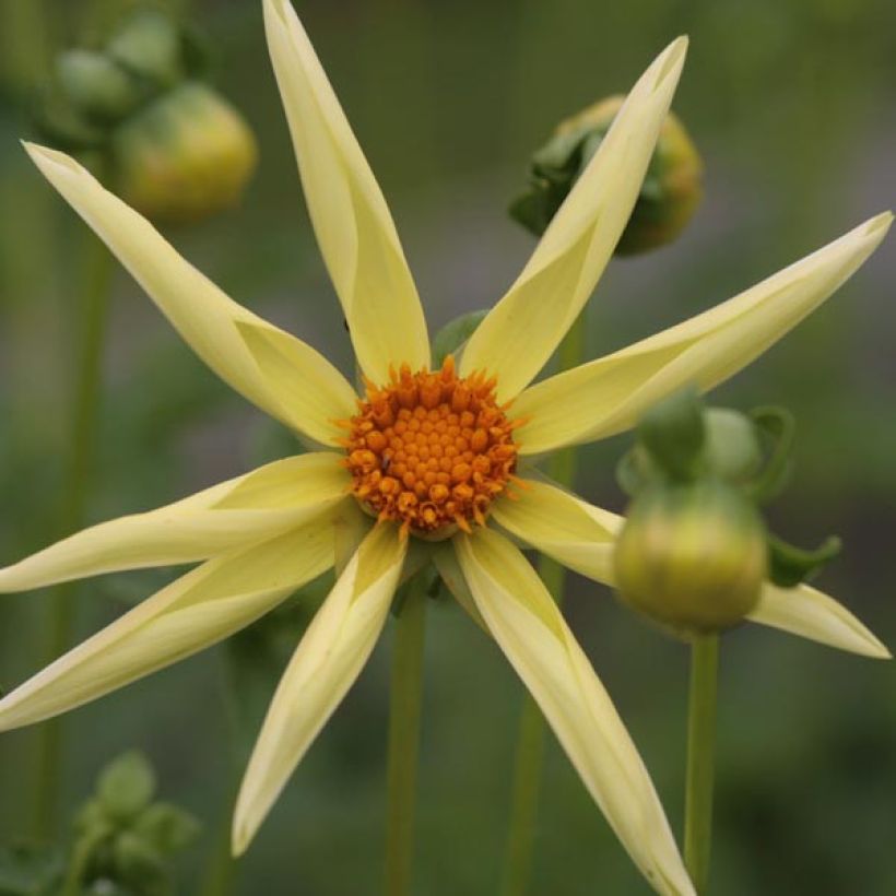 Stern-Dahlie Yellow (Flowering)
