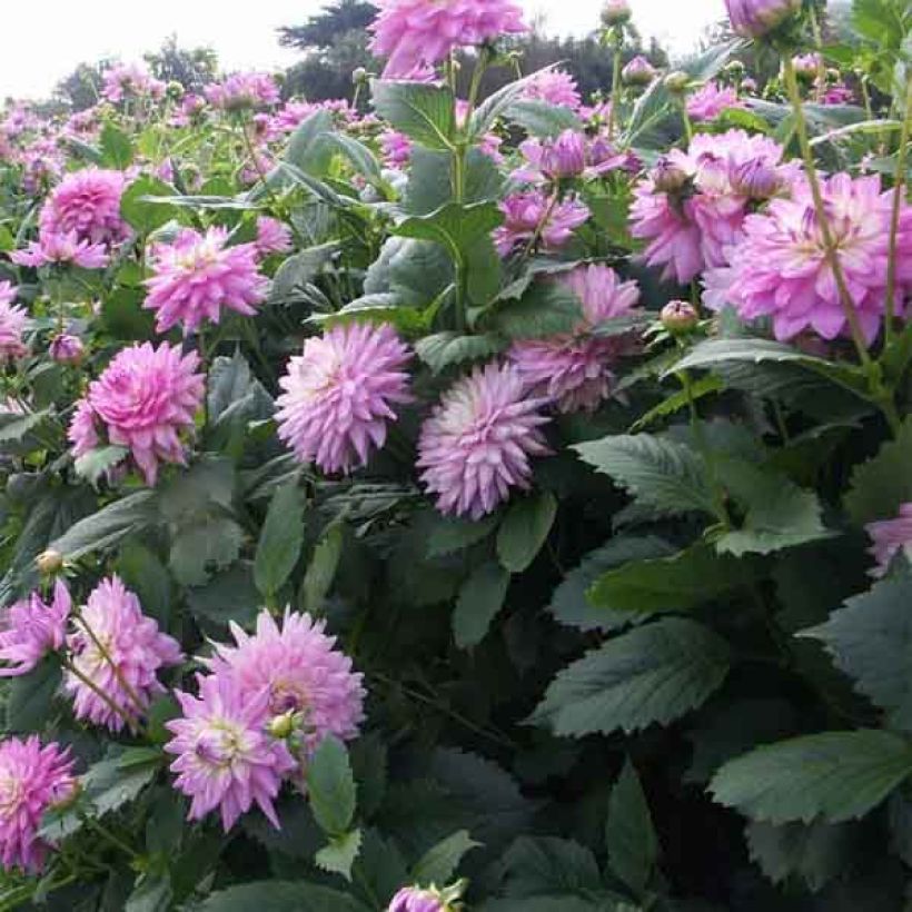 Schmuck-Dahlie Karma Amanda (Flowering)