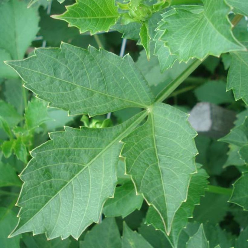 Kaktus-Dahlie Match (Laub)