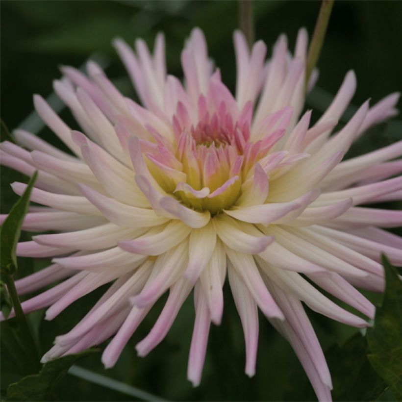 Kaktus-Dahlie Star's Lady (Blüte)