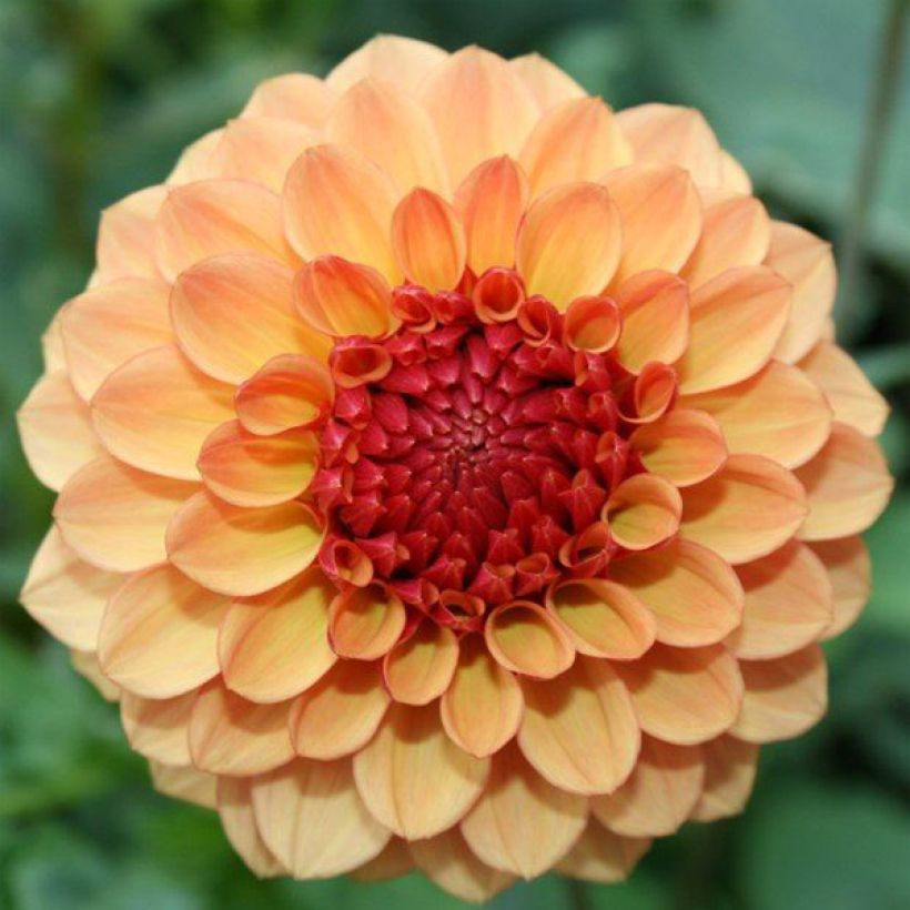 Pompon-Dahlie Sunny Boy (Flowering)