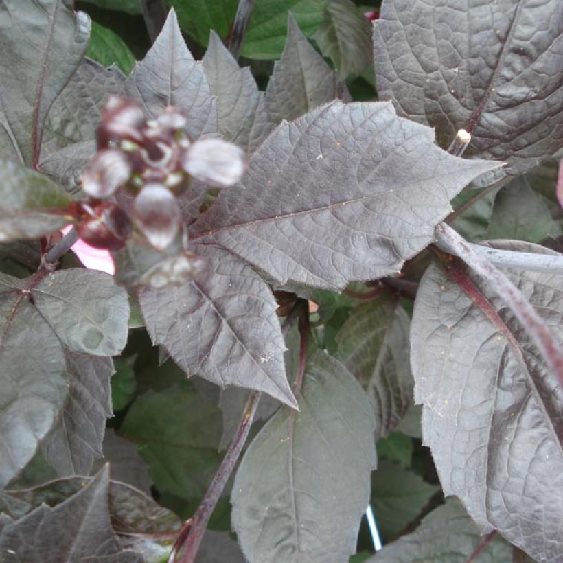 Dahlia Happy Single Wink (Laub)