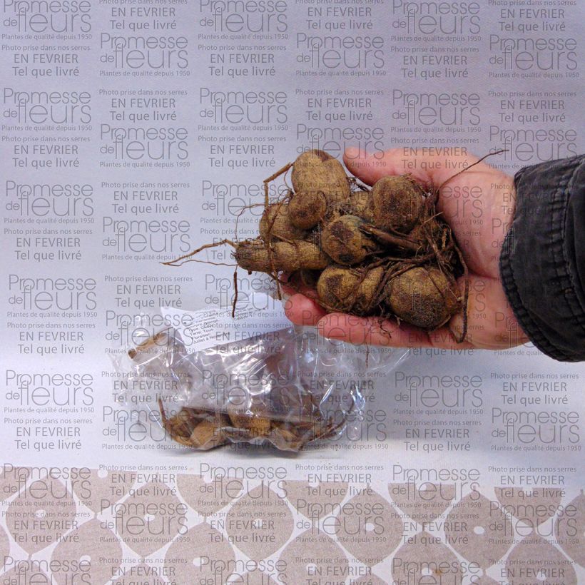 Beispiel eines Exemplars von Anemonenblütige Dahlie Garden show Zwiebel Kaliber/Größe I wie geliefert