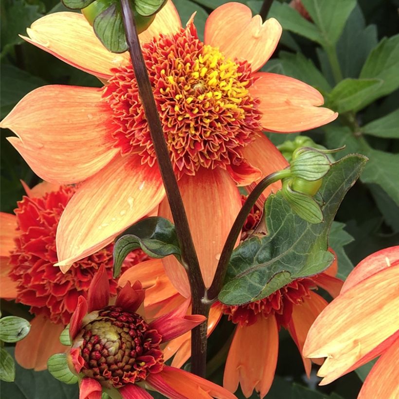 Anemonenblütige Dahlie Josie (Flowering)