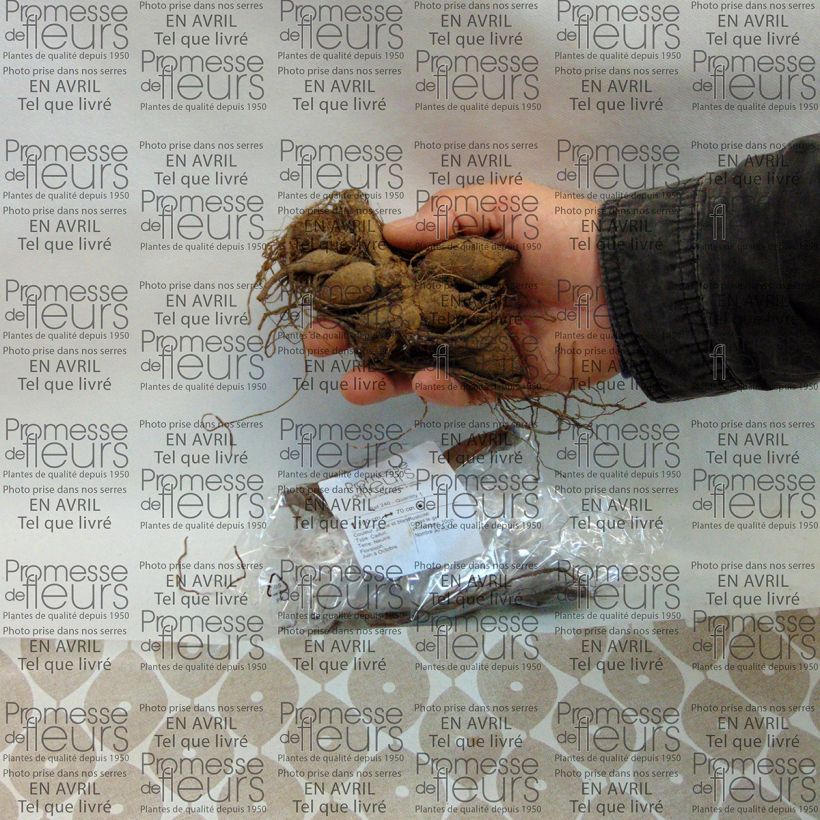 Beispiel eines Exemplars von Anemonenblütige Dahlie Polka Zwiebel Kaliber/Größe I wie geliefert