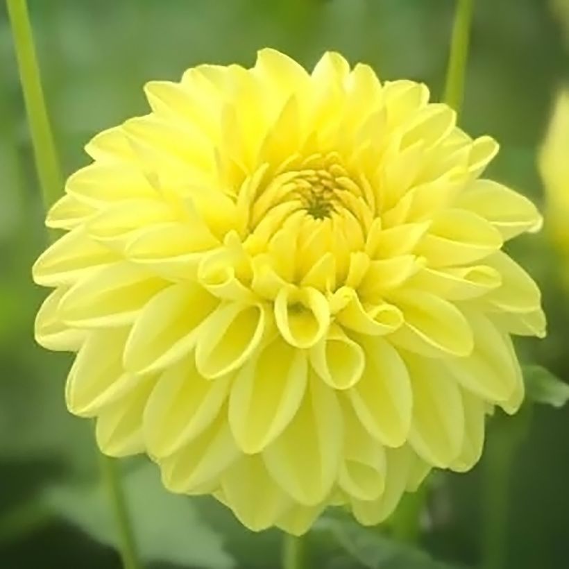 Pompon-Dahlie Golden Eye (Flowering)