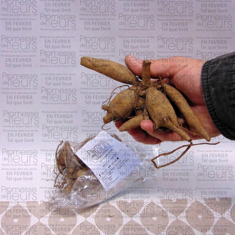 Beispiel eines Exemplars von Pompon-Dahlie Ivanetti Zwiebel Kaliber/Größe I wie geliefert