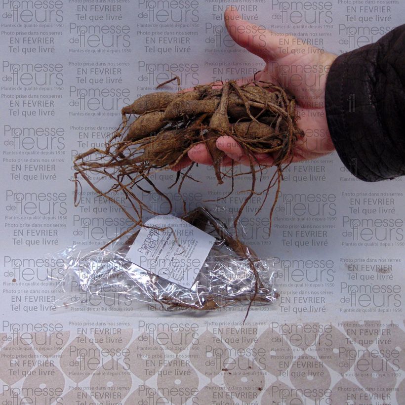 Beispiel eines Exemplars von Pompon-Dahlie Joey Martina Zwiebel Kaliber/Größe I wie geliefert