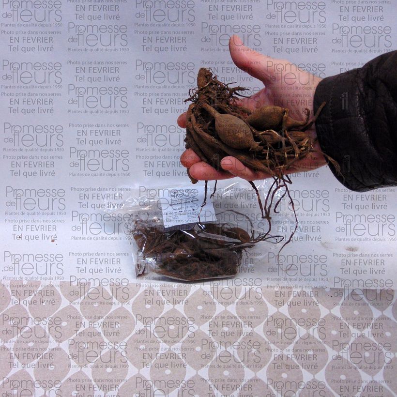 Example of Pompon-Dahlie Joey Winnie Zwiebel Kaliber/Größe I as you get