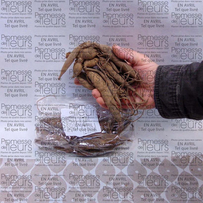 Beispiel eines Exemplars von Pompon-Dahlie Peter Zwiebel Kaliber/Größe I wie geliefert