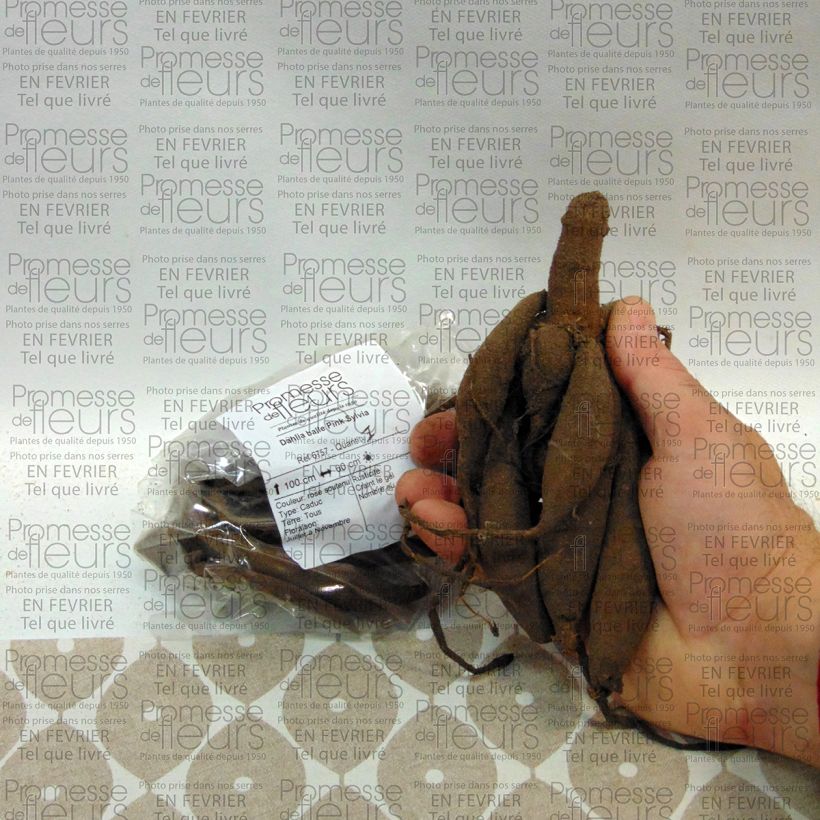 Example of Pompon-Dahlie Pink Sylvia Zwiebel Kaliber/Größe I as you get