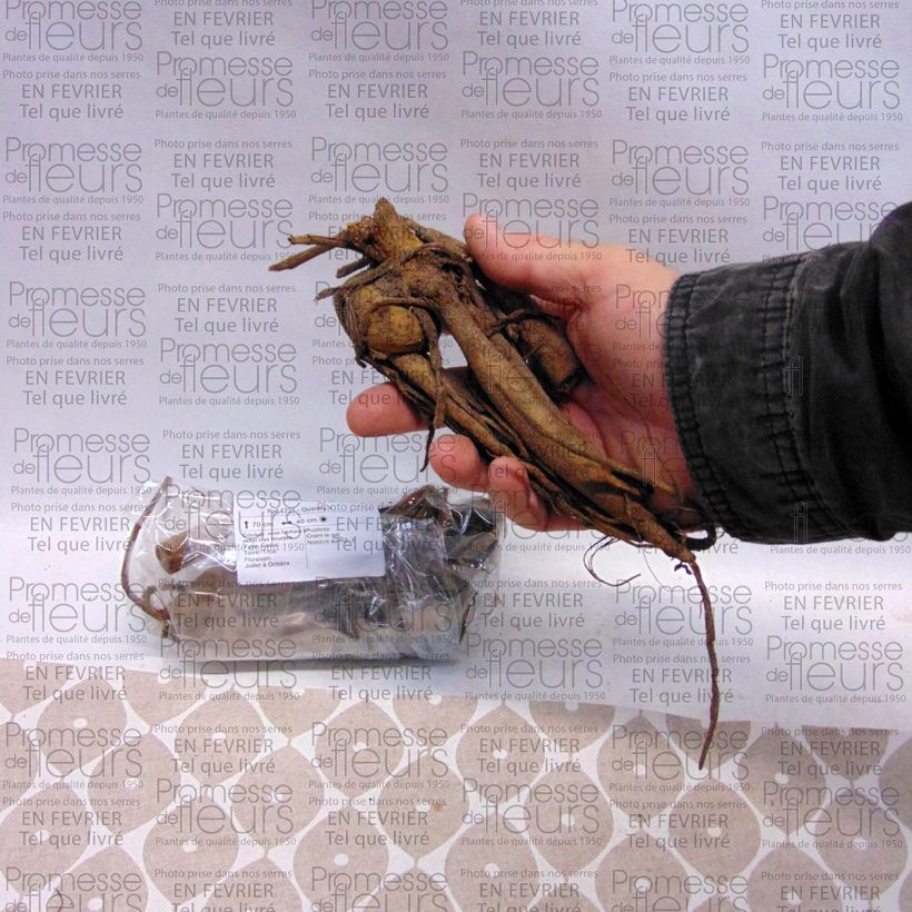 Example of Pompon-Dahlie Purple Fox Zwiebel Kaliber/Größe I as you get