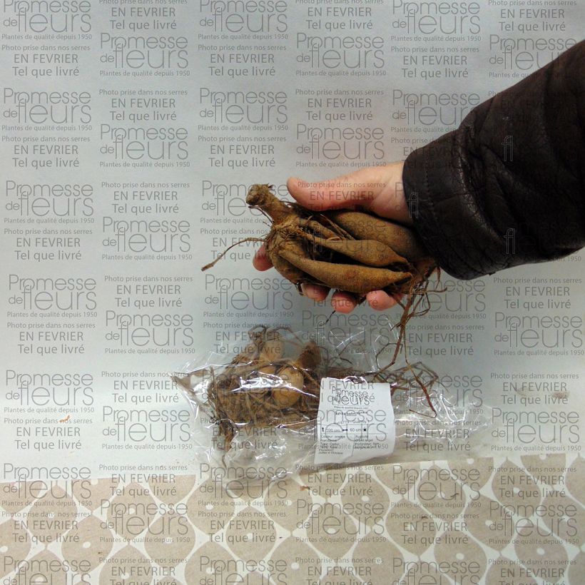 Beispiel eines Exemplars von Pompon-Dahlie Sylvia Zwiebel Kaliber/Größe I wie geliefert