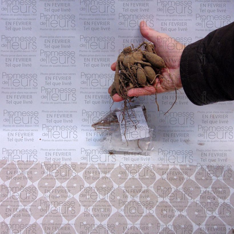 Beispiel eines Exemplars von Kaktus-Dahlie Friquolet Zwiebel Kaliber/Größe I wie geliefert